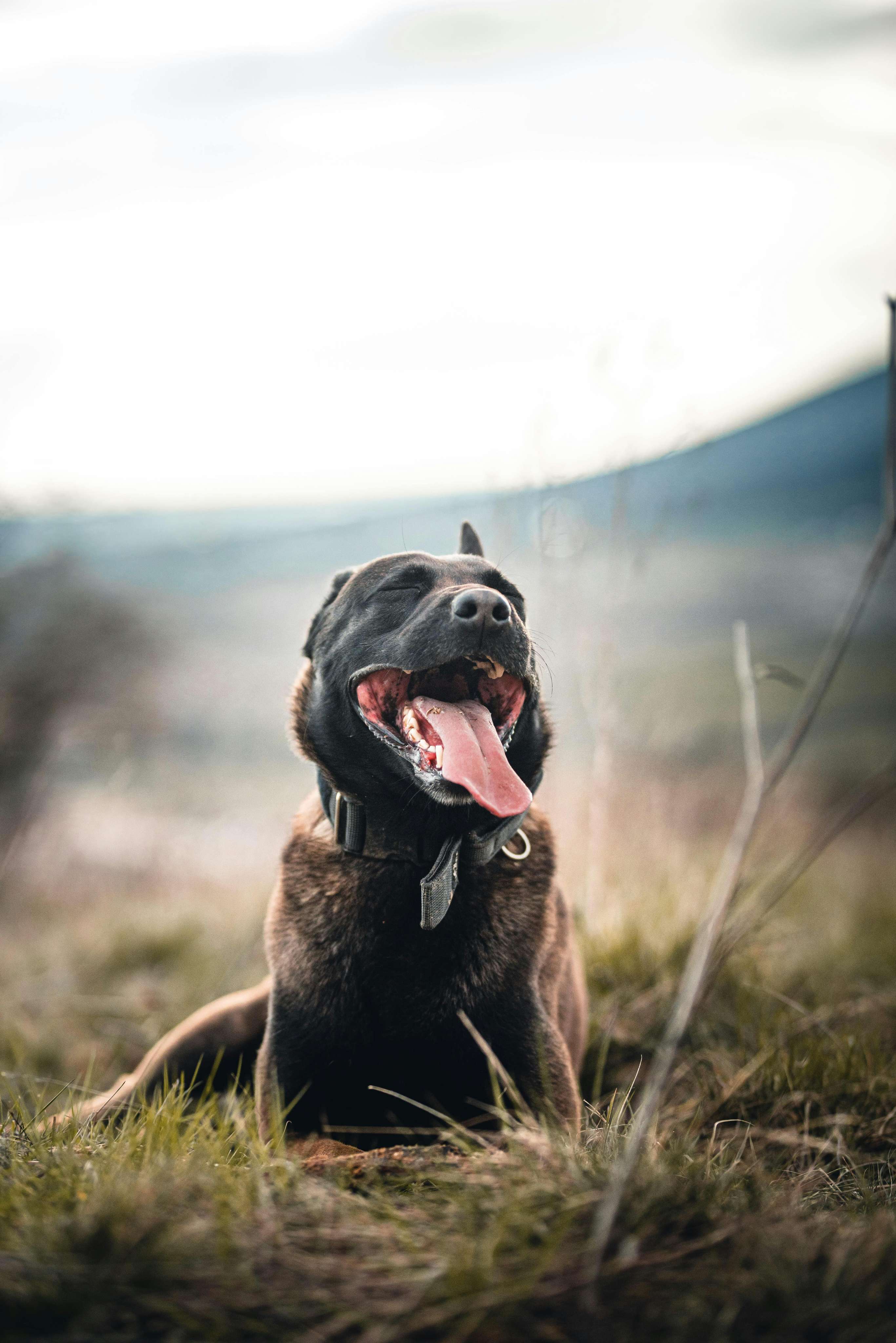german shepherd & belgian malinois